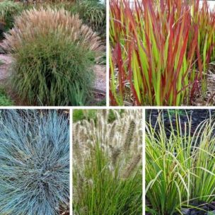 Collection de 15 Graminées - 5 variétés - Leaderplant