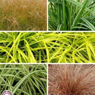 Collection de 5 Carex, Graminées décoratives - Leaderplant