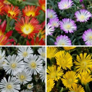 Collection de Delospermas - Leaderplant