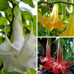 TRIO de Brugmansias colorés - Leaderplant