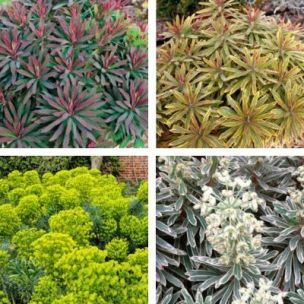 Collection de 4 Euphorbes - Leaderplant