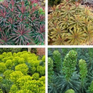 Collection de 4 Euphorbes - Leaderplant