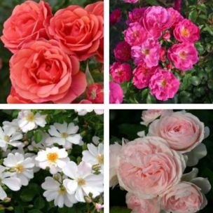 Collection 4 Rosiers Kordes - Leaderplant