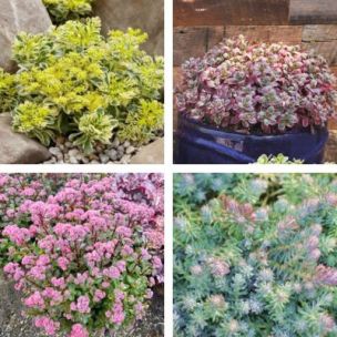 Collection de 4 Sedums - Leaderplant