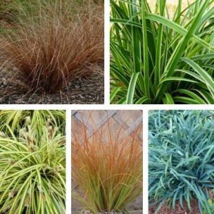 Collection de 5 variétés de Carex, Graminées décoratives - Leaderplant