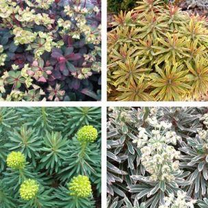 Collection de 4 Euphorbes - Leaderplant