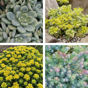 Collection de 4 Sedums - Leaderplant