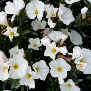 Convolvulus blanc - Leaderplant