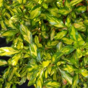 Coprosma Evening Glow ® - Leaderplant