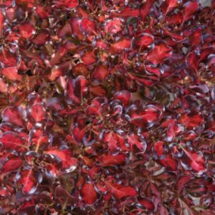 Coprosma Pacific Sunset ®  - Leaderplant