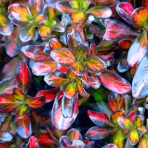 Coprosma Painter Palet - Leaderplant