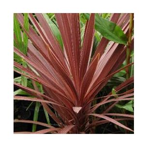 Cordyline pourpre Red Star - Leaderplant