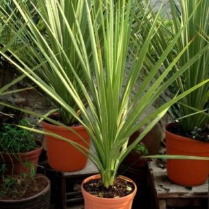 Cordyline en mini-motte - Leaderplant