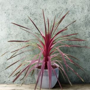 Cordyline Cherry Sensation en mini-motte - Leaderplant