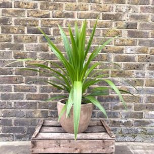 Cordyline Emerald Star ® en mini-motte  - Leaderplant