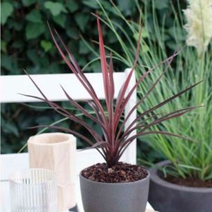 Cordyline Red Star ® en mini-motte  - Leaderplant