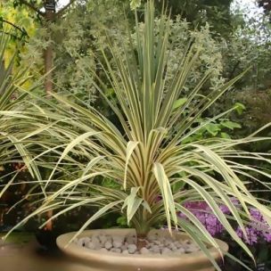 Cordyline Torbay Dazzler en mini-motte - Leaderplant