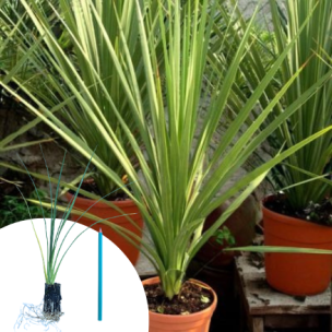 Cordyline en mini-motte - Leaderplant