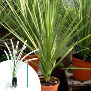 Cordyline en mini-motte - Leaderplant