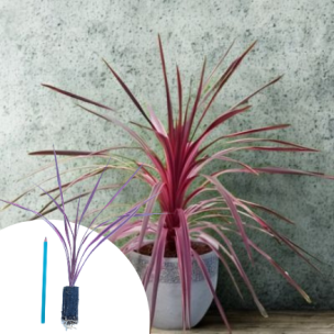 Cordyline Cherry Sensation en mini-motte - Leaderplant