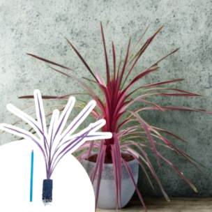 Cordyline Cherry Sensation en mini-motte - Leaderplant