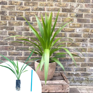 Cordyline Emerald Star ® en mini-motte  - Leaderplant