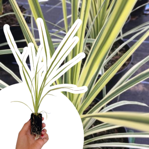 Cordyline Lime Passion en mini-motte - Leaderplant