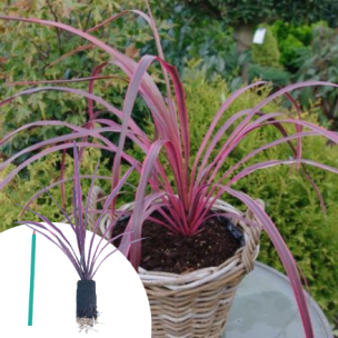 Cordyline Paso Doble en mini-motte - Leaderplant
