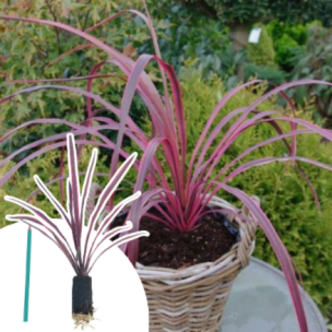 Cordyline Paso Doble en mini-motte - Leaderplant