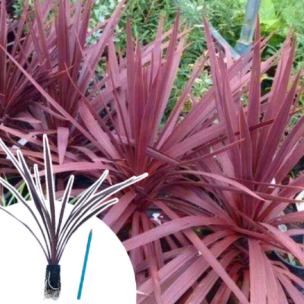 Cordyline Red Star ® en mini-motte  - Leaderplant