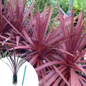 Cordyline Red Star ® en mini-motte  - Leaderplant