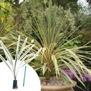 Cordyline Torbay Dazzler en mini-motte - Leaderplant