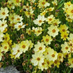 Coreopsis Full Moon - Leaderplant