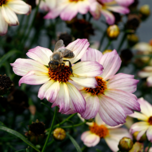 Coreopsis Nova Jewel ®   - Leaderplant