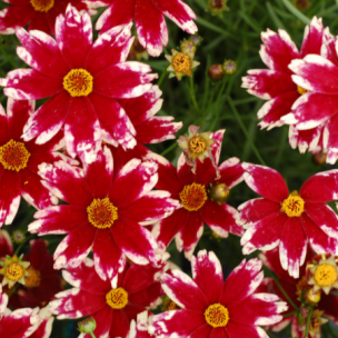 Coreopsis Ruby Frost ®   - Leaderplant