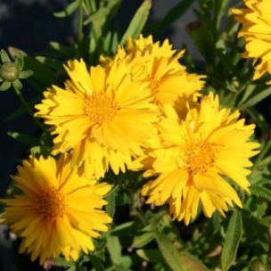 Coreopsis double Sunray - Leaderplant