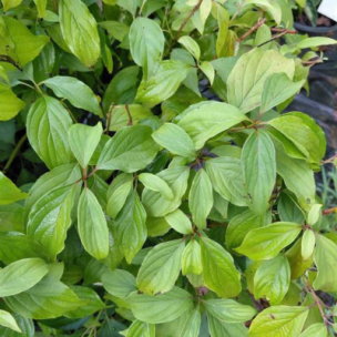 Cornus de Kelsey - Leaderplant