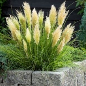 Graminée Herbe de Pampa Tiny Pampa ® - Leaderplant