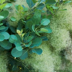 Cotinus - Arbre à perruque - Leaderplant