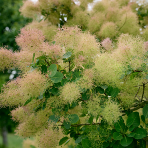Cotinus Magical Green Fountain ® - Arbre à Perruque - Leaderplant