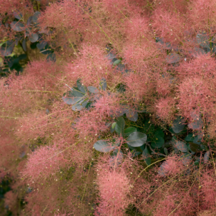 Cotinus Magical Red Fountain ® - Arbre à Perruque - Leaderplant