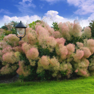 Cotinus Young Lady ® - Arbre à Perruque - Leaderplant