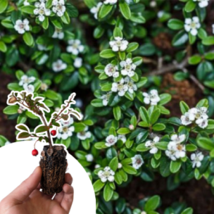 Cotoneaster rampant Major en mini-motte - Leaderplant