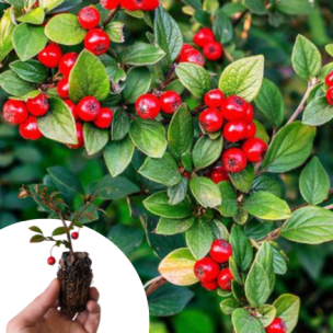 Cotoneaster rampant dammeri en mini-motte - Leaderplant