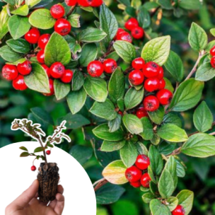Cotoneaster rampant dammeri en mini-motte - Leaderplant