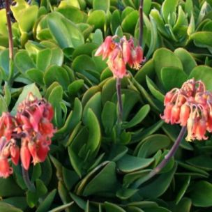 Cotyledon orbiculata Green - Leaderplant