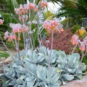 Cotyledon orbiculata Gray - Leaderplant