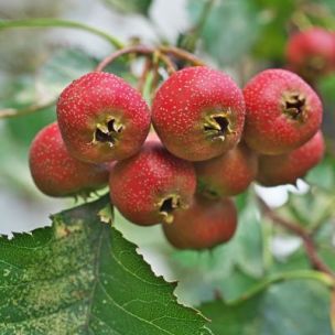 Myrtille à gros fruits North Country - Vente en ligne de plants de Myrtille  à gros fruits North Country pas cher