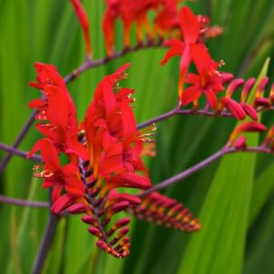 Montbrétia - Crocosmia Lucifer - Leaderplant