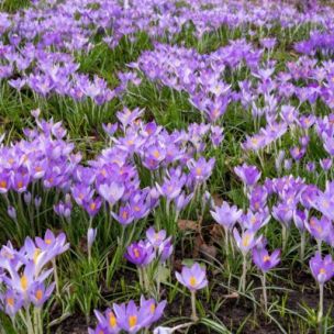 Crocus chrysanthus Lilac Beauty (25 Bulbes) - Leaderplant
